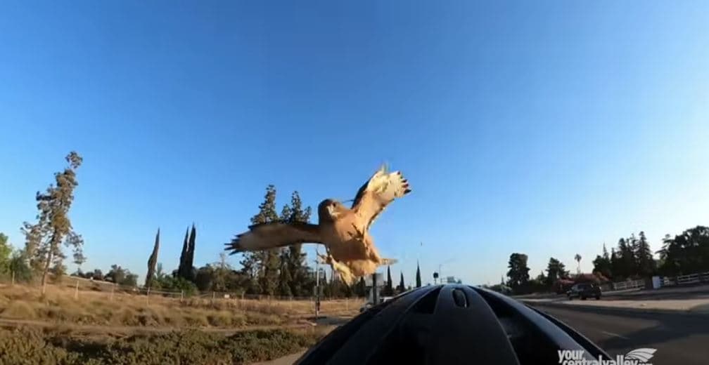Çiklisti ‘bombardohet’ nga një fajkua (VIDEO)
