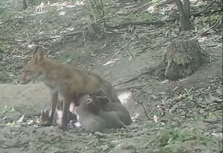Dhelpra xhirohet duke i ushqyer të vegjlit diku në malet e Kosovës (VIDEO)