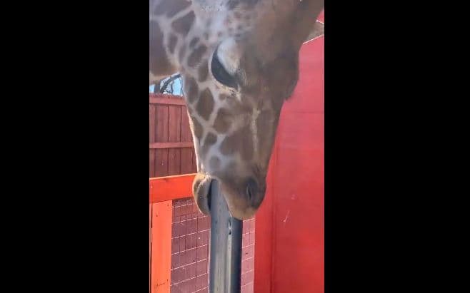 "Çfarë dreqin është duke bërë kjo gjirafë?" (VIDEO)