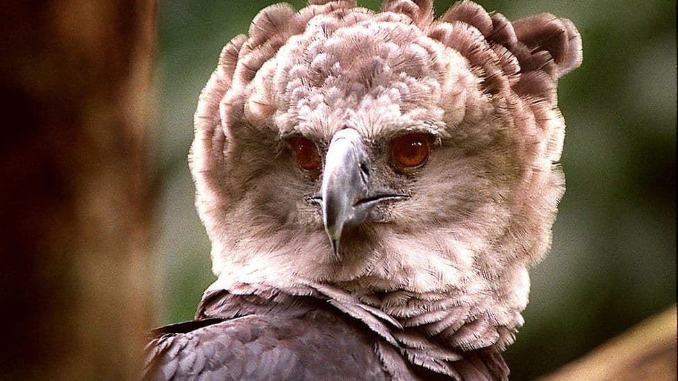 Shqiponja e Amazonës rrezikon zhdukjen shkaku i shpyllëzimit