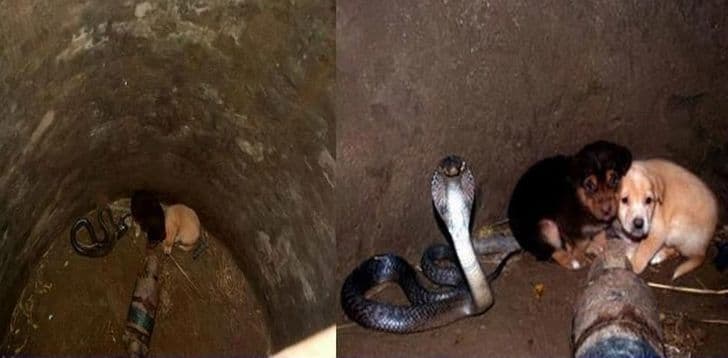 Dy qenushë ranë në një pusetë ku ishte një kobër, por ndodhi e pabesueshmja