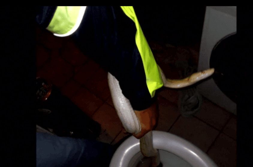 Ulet në tualet, kafshohet nga pitoni (VIDEO)