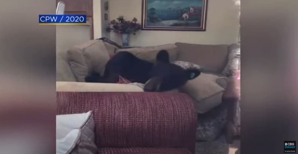 Ariu hyn në shtëpi dhe e ha ushqimin e maces (VIDEO)