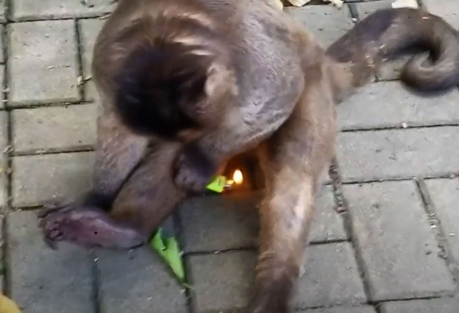 Majmuni djeg qimet me çakmak për t’i ngrënë më pas (VIDEO)