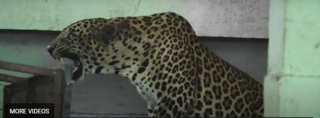 Ekipet e shpëtimit zhvendosin një leopard që u bllokua në një shkollë të Indisë (VIDEO)