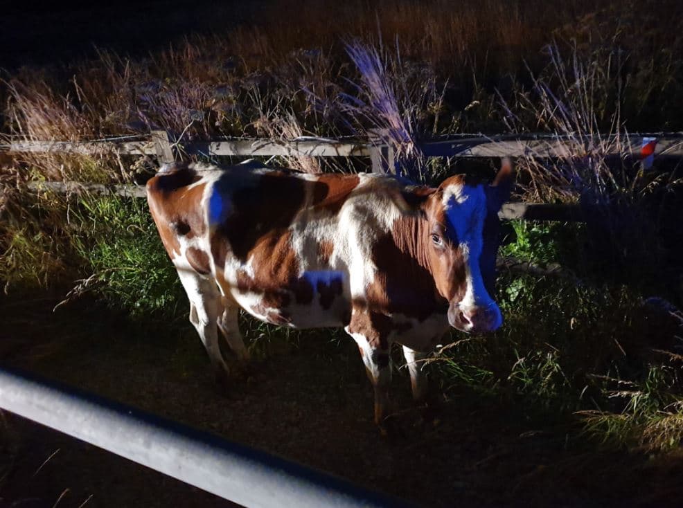 Lopa doli nga ferma, autostrada mbyllet përkohësisht (FOTO)
