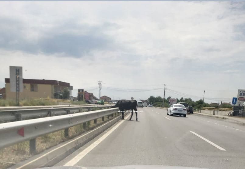 Lopa shëtitet midis rrugës magjistrale Prishtinë-Mitrovicë (FOTO)