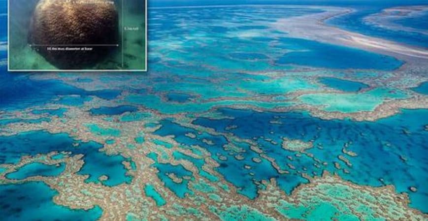 Zbulohet koralja më e madhe në Australi 400 metra e gjerë dhe rreth 500 vjeçe e vjetër