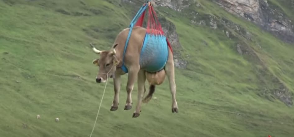 Lopët në Zvicër transportohen me helikopter (VIDEO)