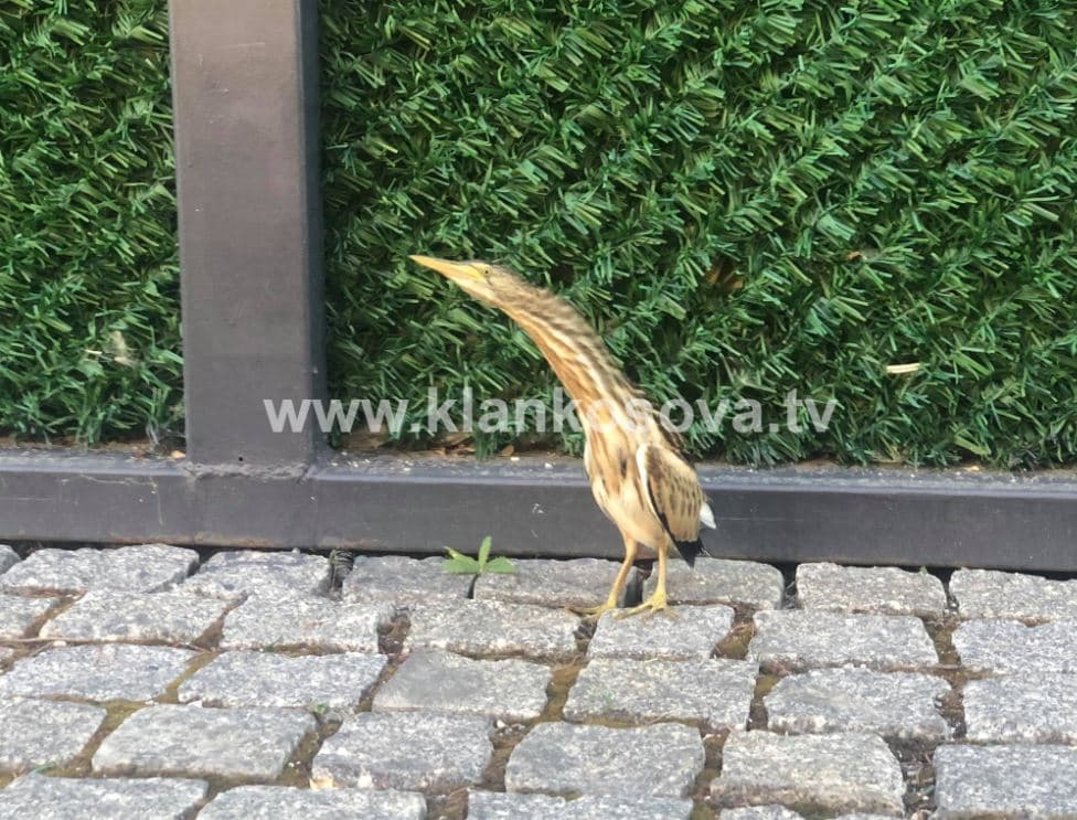 Klan Kosova vizitohet nga një shpend i pazakonshëm (FOTO+VIDEO)
