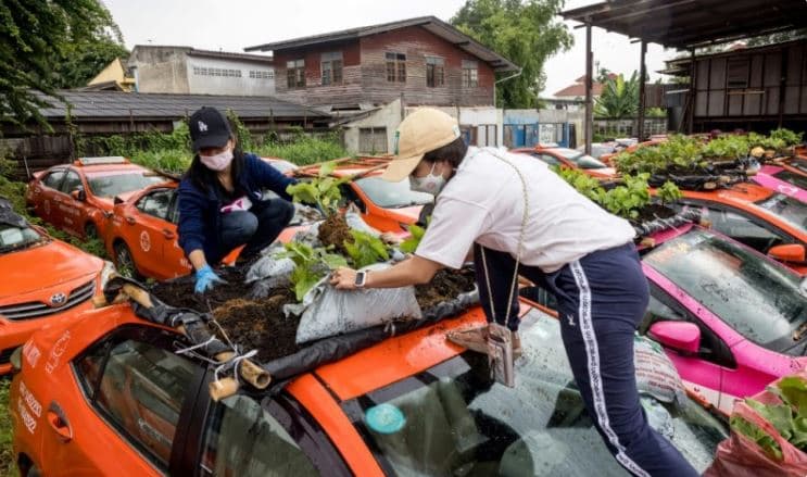 Mbi taksitë boshe në Tajlandë krijohen mini kopshte, për shoferët e papunë faji i COVID-19 (VIDEO)