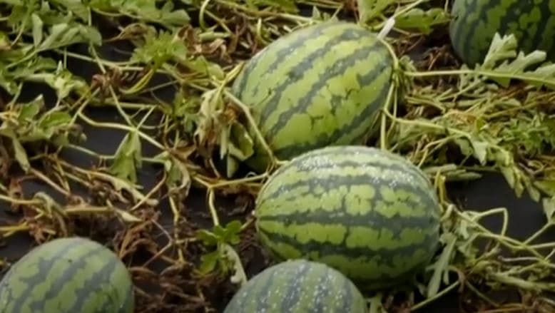 Rritja e shalqirit, zbulohen sekretet e tregtarit rus (VIDEO)