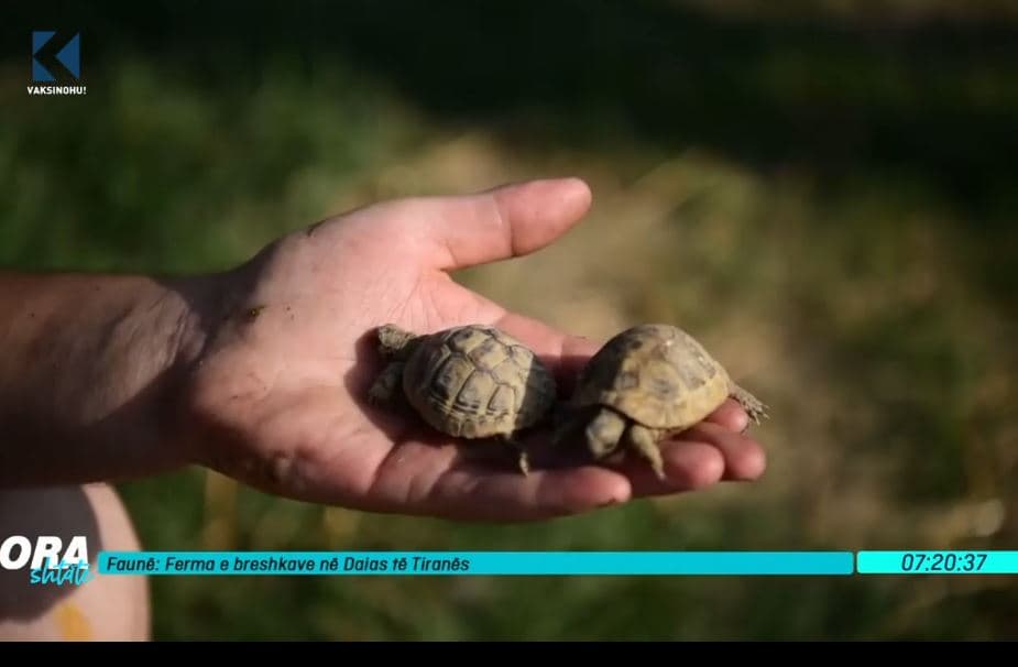 Ferma e breshkave në Daias të Tiranës (VIDEO)