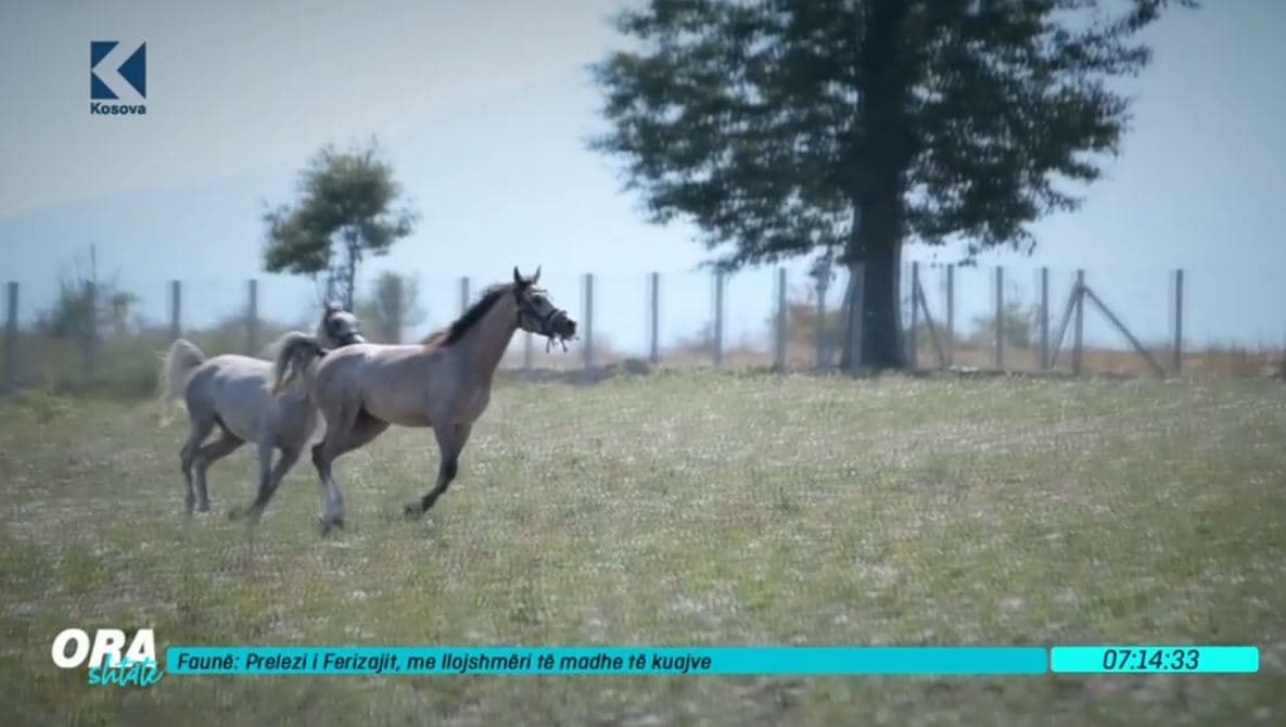 Prelezi i Ferizajit, me llojshmëri të madhe të kuajve (VIDEO)
