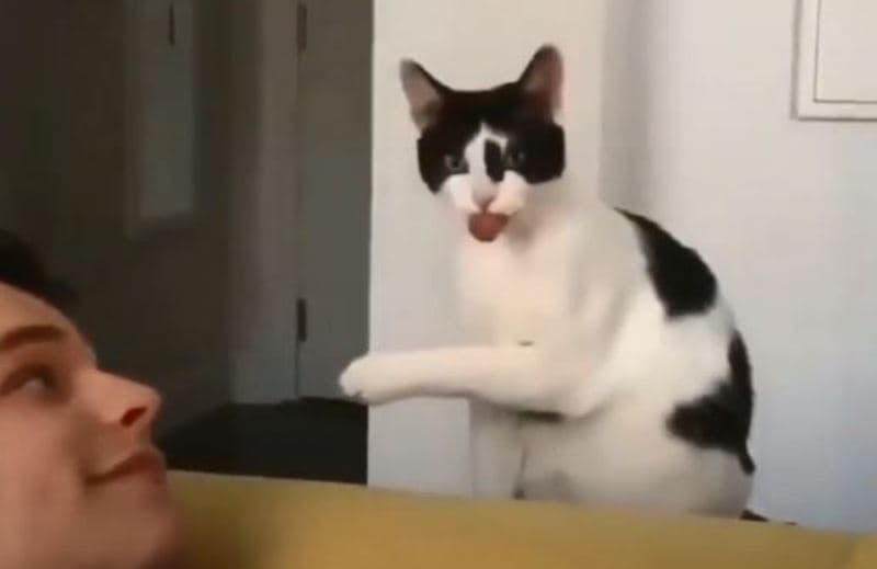 Momentet më qesharake të kafshëve shtëpiake (VIDEO)