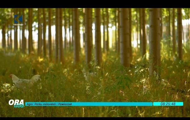 Parku milionësh i drurit të pawlonisë (VIDEO)