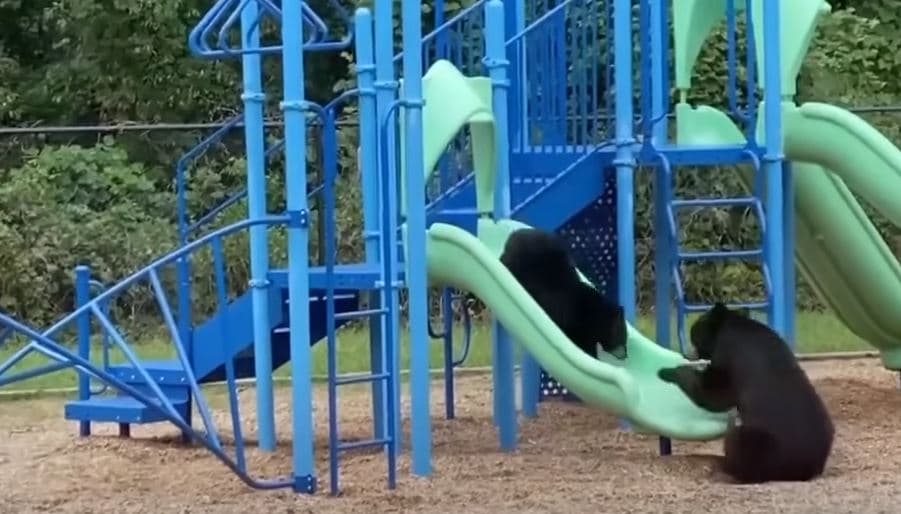 Arinjtë shijojnë rrëshqitësen në një park lojërash në Karolinë të Veriut (VIDEO)