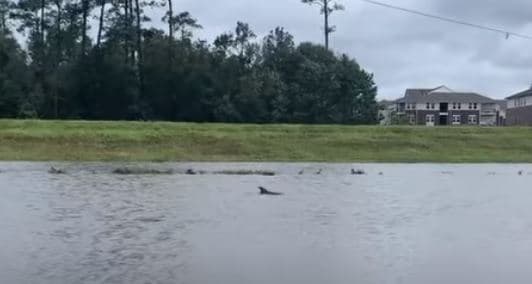Delfini kapet duke notuar në një lagje të përmbytur të Luizianës (VIDEO)