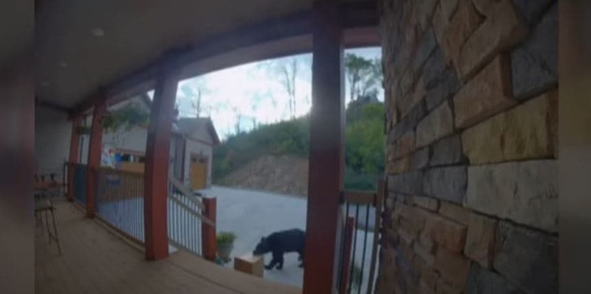 Ariu vjedh paketën 15-kilogramëshe nga veranda e një shtëpie (VIDEO)