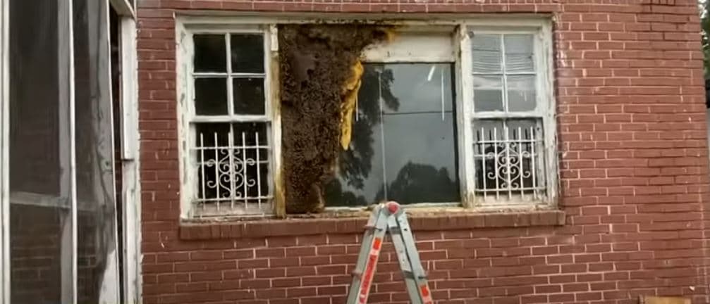 Mijëra bletë u larguan nga shtëpia e pabanuar (VIDEO)