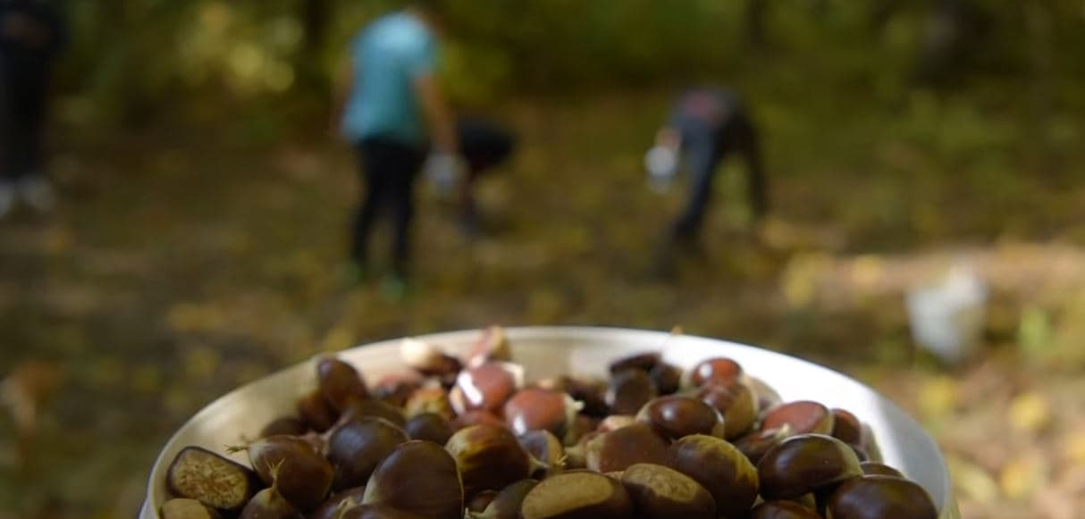 Sezoni i gështenjave në fshatin Molliq të Gjakovës (VIDEO)
