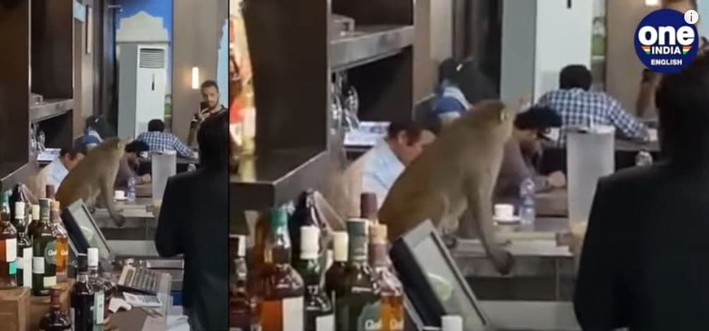 Majmuni endet në sallën VIP të aeroportit (VIDEO)