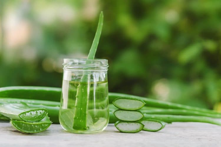 Aloe vera, bima që zhduk aknet