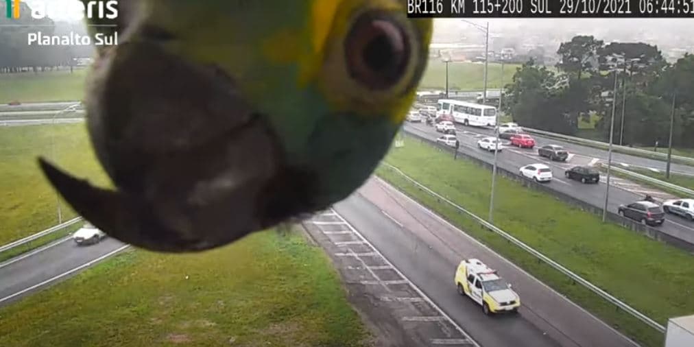 Papagalli kureshtar heton kamerën e trafikut në autostradë (VIDEO)