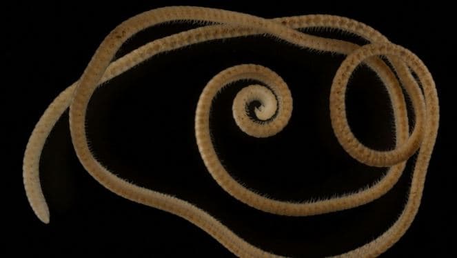 Shumëkëmbëshi me 1306 këmbë gjendet në Australi
