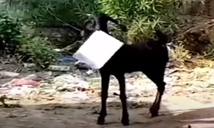 Dhia vjedh dokumente nga zyrat e Qeverisë (VIDEO)