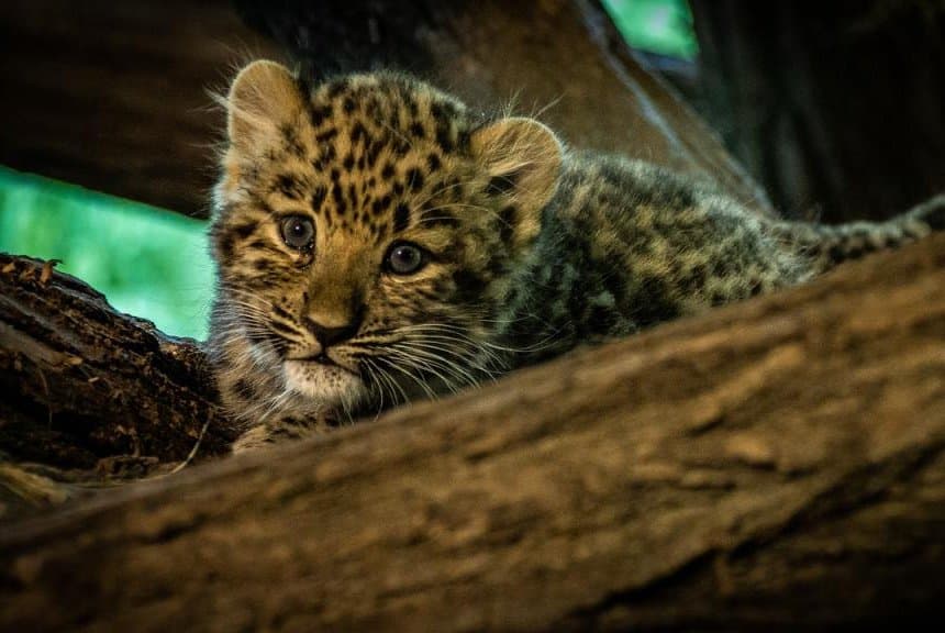I fut në shtëpi për mace, por i dalin leopardë
