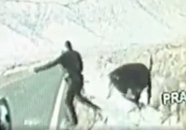 Tenton ta largojë nga autostrada, polici sulmohet nga lopa (VIDEO)