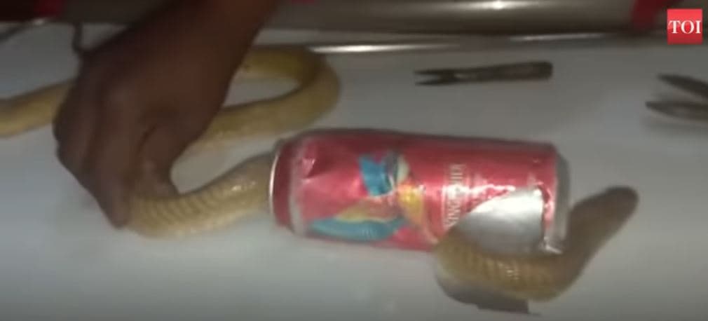 Shpëtohet kobra me kokën e ngulitur në kanaçe (VIDEO)