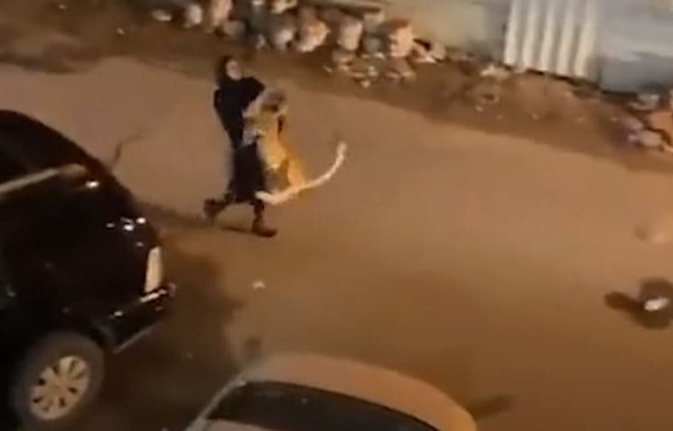 Gruaja e bart hopa luanin në Kuvajt (VIDEO)