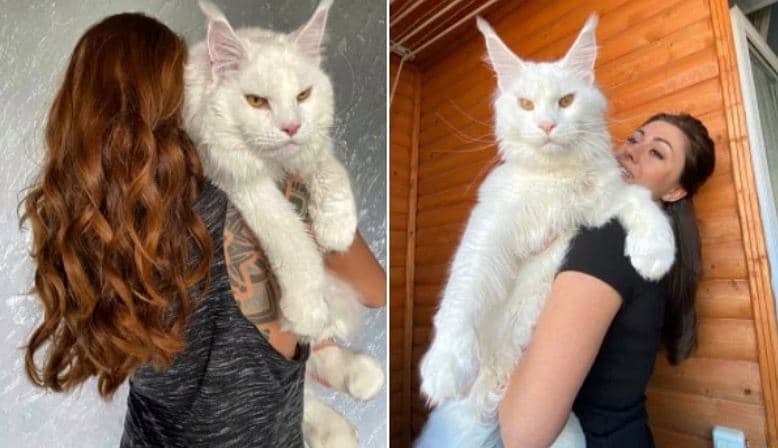 Macja gjigante në Rusi duket se do të thyejë rekordin botëror, pasi peshon 12.5 kilogramë