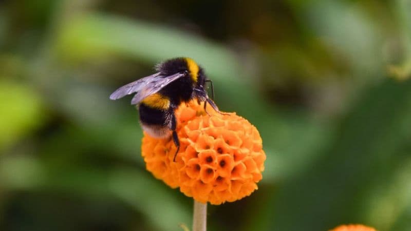 Studim: Ndotja e ajrit pengon insektet pjalmuese të gjejnë lule