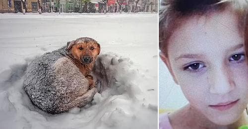 10-vjeçarja ruse u mbijetoi temperaturave minus 11 gradë nën përqafimin e një qeni endacak
