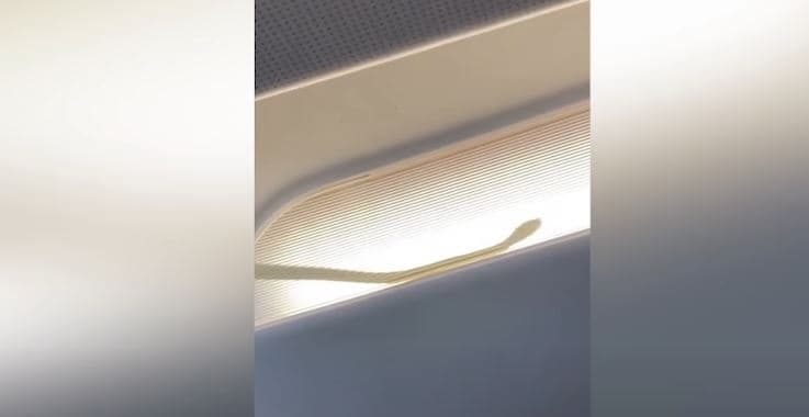 Aeroplani bën ulje emergjente, pasi brenda tij u pa një gjarpër (VIDEO)