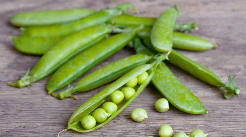 Çfarë është proteina e bizeleve dhe si i sjell dobi trupit?