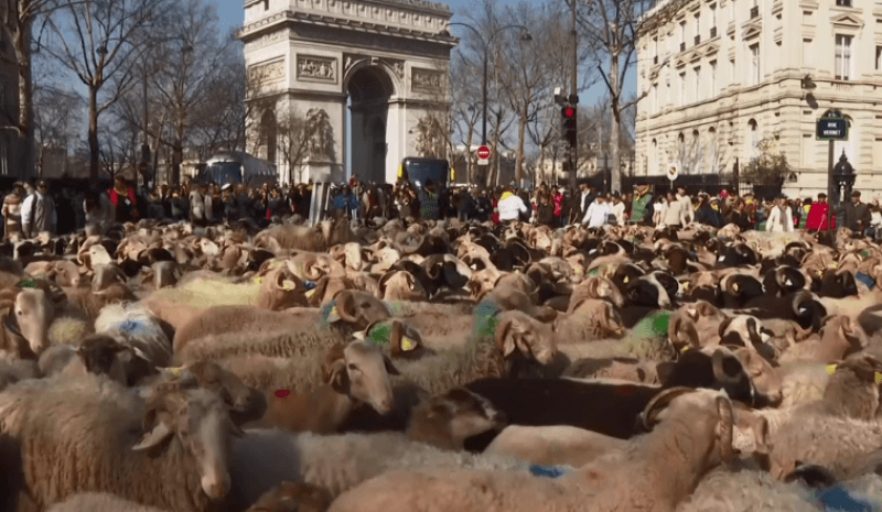 Delet ‘mblidhen’ në paradën e kafshëve në Paris (VIDEO)