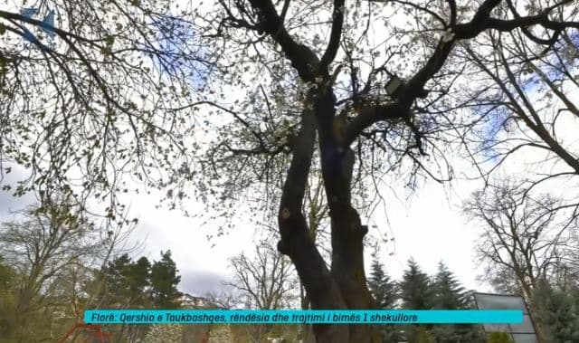 Qershia e Taukbashqes, rëndësia dhe trajtimi i bimës një shekullore (VIDEO)
