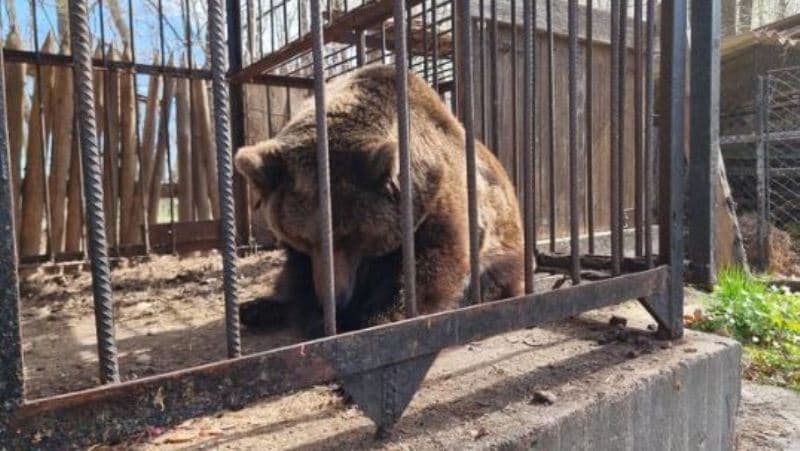 Shpëtohet ariu i murrmë nga hoteli ukrainas ku qëndroi i mbyllur 18 vjet (FOTO)