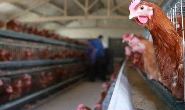 Kina raporton rastin e parë njerëzor të gripit të shpendëve, H3N8