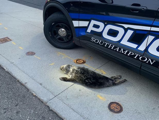 Policia ndalon fokën e pabindur që fillimisht iu shmang kapjes (FOTO)