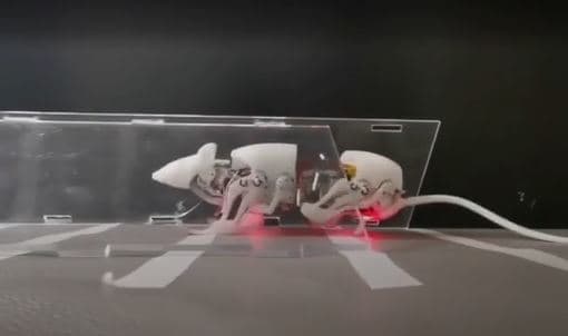 Shpiket miu robot, i aftë të kërkojë të mbijetuarit në vendet e fatkeqësive (VIDEO)