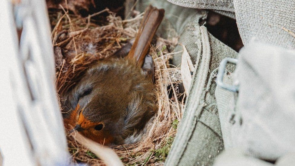 Fole e pazakontë: Zogjtë e bëjnë shtëpinë në biçikletën e fotografes (FOTO)