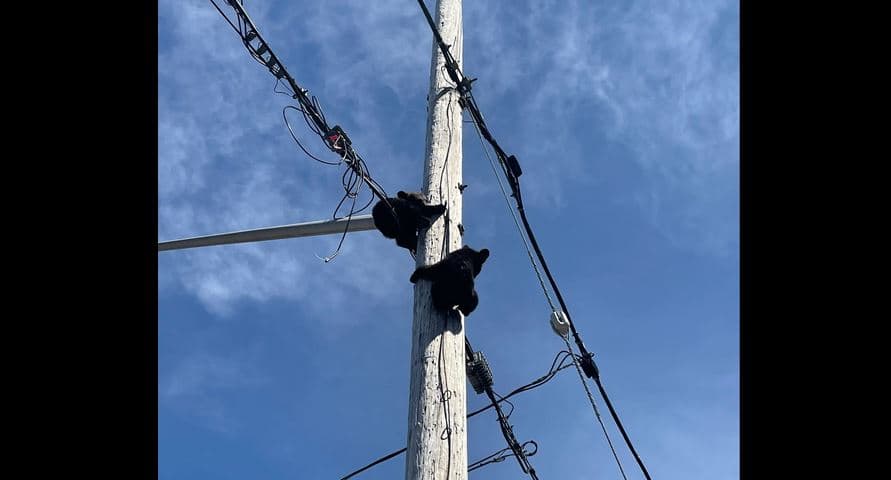 Dy këlyshë ariu shpëtohen nga shtylla elektrike (FOTO)