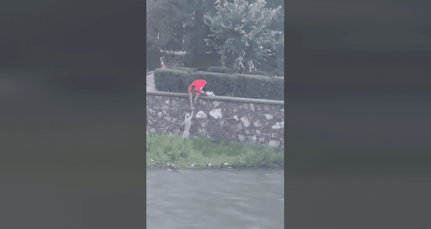 Qeni i "lutet" për shpëtim, qytetari e nxjerr nga Lumbardhi (VIDEO)