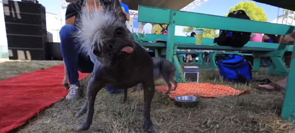 Njihuni me "qenin më të shëmtuar në botë", të sapokurorëzuar! (VIDEO)