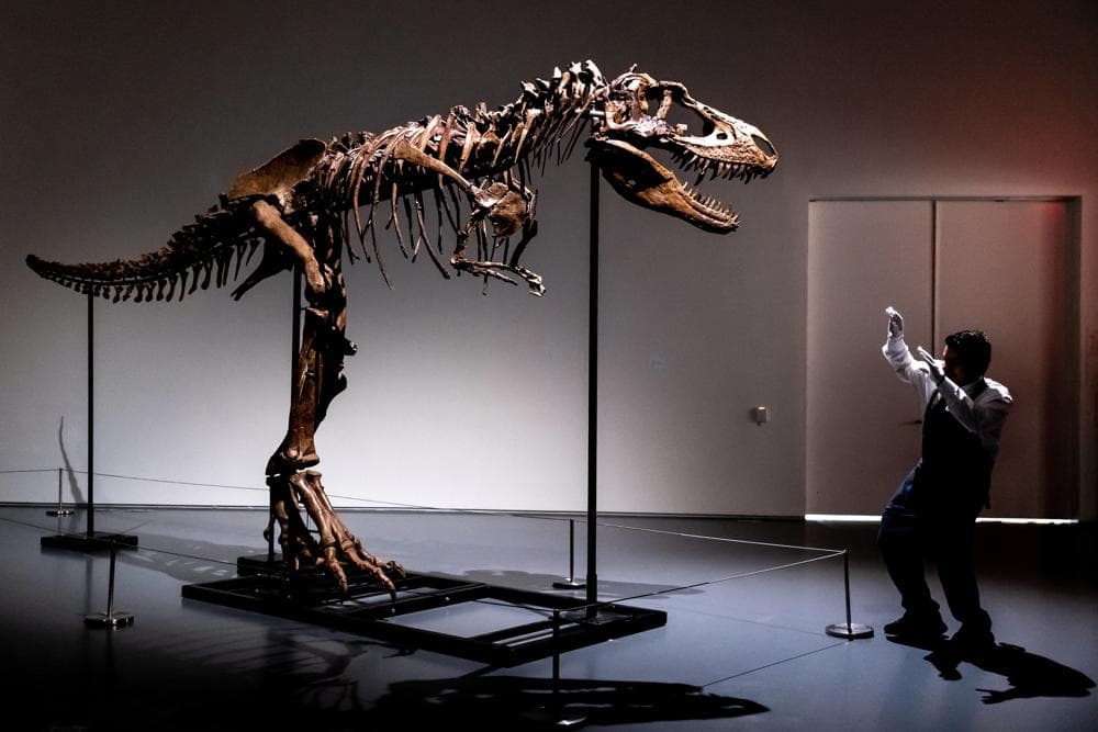 Skeleti i dinozaurit 76 milionë vjeçar, së shpejti në ankand